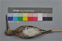 藏品(田鷸)的圖片